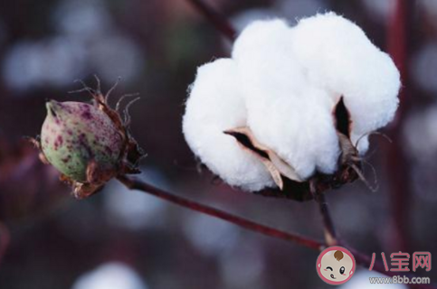 棉花|棉花是植物的花吗 蚂蚁庄园7月29日答案