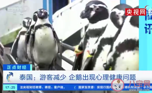 游客减少导致企鹅出现心理问题 企鹅也会不开心吗