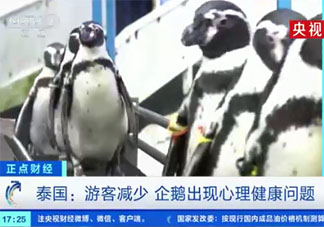 游客减少导致企鹅出现心理问题 企鹅也会不开心吗