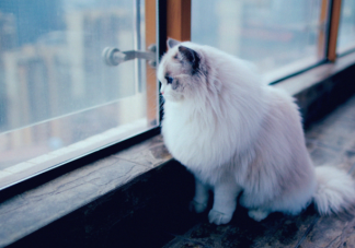 猫咪为什么喜欢看窗外 怎么让猫咪安全看窗外