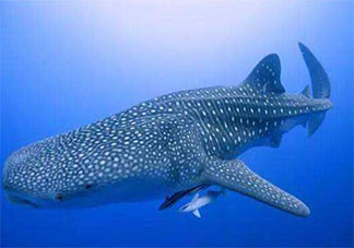 鲸鲨现身大连獐子岛是怎么回事 鲸鲨是一种什么样的动物