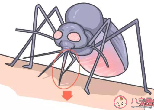 蚊子叮的包越大说明它的毒性越强这种说法 蚂蚁庄园8月25日答案介绍