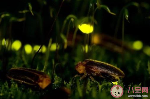 蚂蚁庄园8月28日答案：萤火虫发出的光为什么忽明忽暗