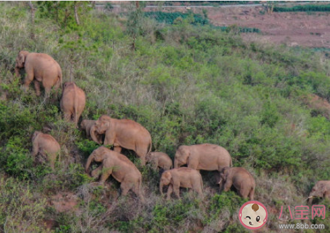 云南亚洲象群快到家了 为什么要让大象回家