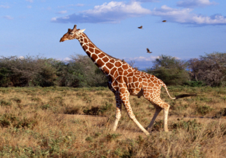 长颈鹿未来会灭绝吗 长颈鹿为什么濒临灭绝