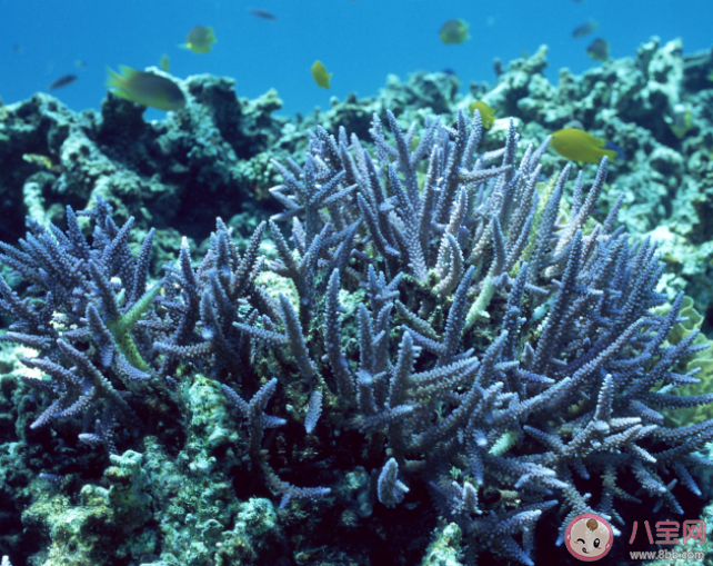 你好生活为什么要求素颜种珊瑚 防晒霜对珊瑚有何危害