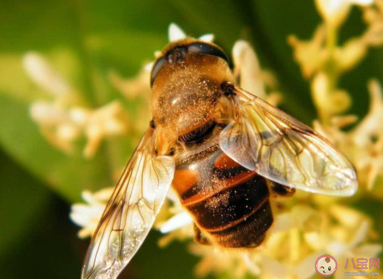 野外遇到蜜蜂怎么办 被蜜蜂蛰了怎么处理