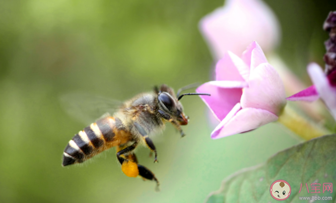 野外遇到蜜蜂怎么办 被蜜蜂蛰了怎么处理