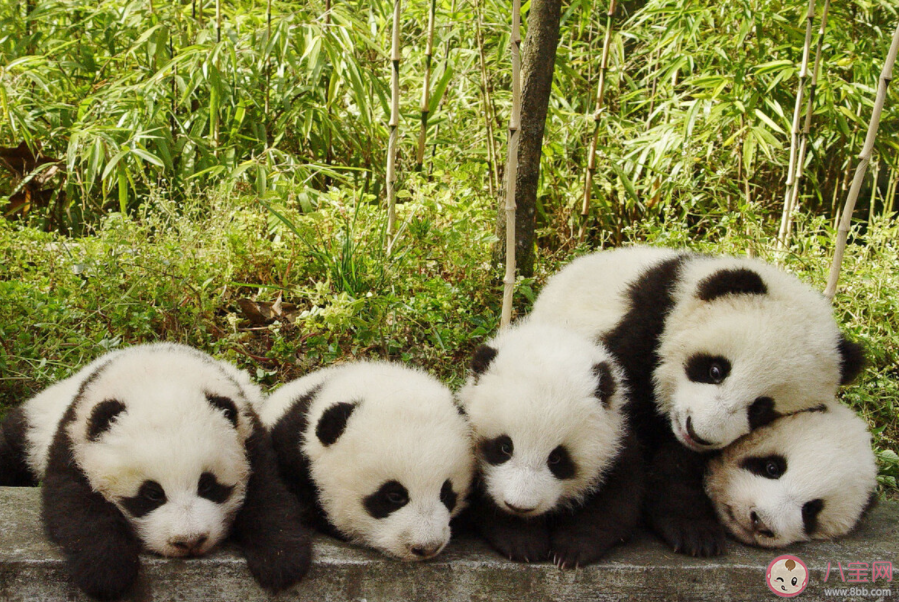 熊猫最早出现的时间是什么时候 中国为什么会选择熊猫作为国宝