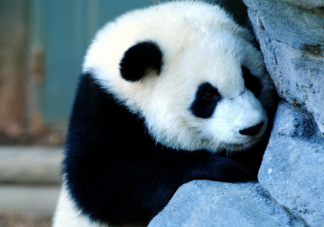 熊猫最早出现的时间是什么时候 中国为什么会选择熊猫作为国宝