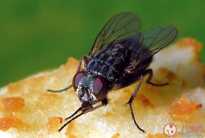 苍蝇|苍蝇叮过的东西还能吃吗 苍蝇这么脏为什么自己不生病