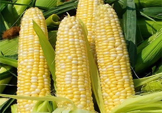 玉米每吨上涨400元是什么原因 玉米的用途有哪些