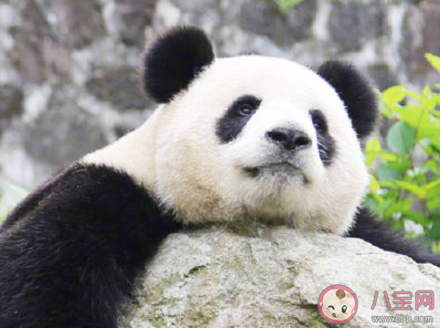 为什么会选择熊猫作为我们的国宝 熊猫数量为什么这么少