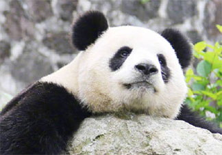 为什么会选择熊猫作为我们的国宝 熊猫数量为什么这么少