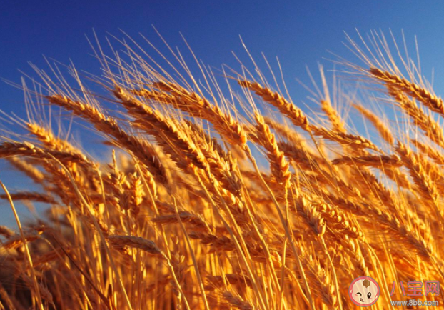 中国最早的小麦栽培距今多少年 蚂蚁庄园10月22日每日一题答案