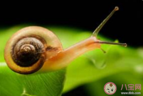 蜗牛爬过会有一条黏液有啥用 最新蚂蚁庄园10月23日答案