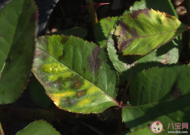 月季叶片上的褐色斑点是什么 月季花秋季病害防治方法是什么