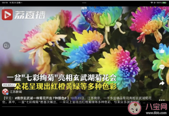 一朵菊花开出7种颜色 七彩炫菊是怎么种出来的