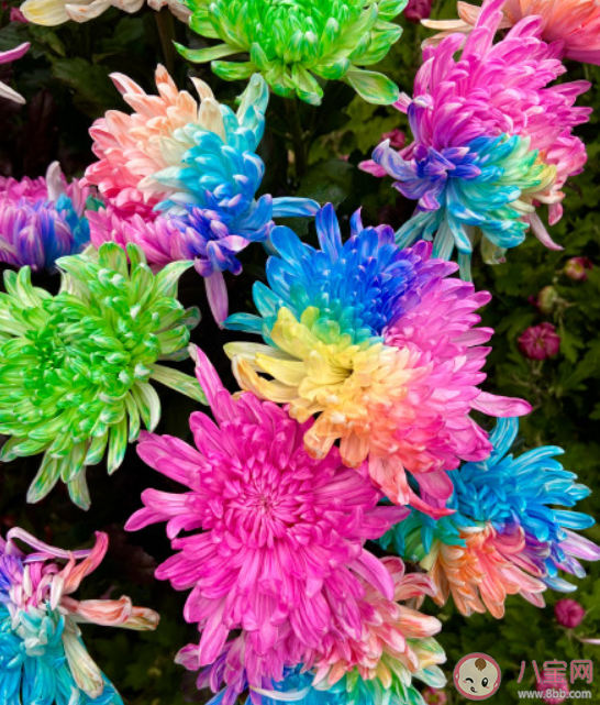 一朵菊花开出7种颜色 七彩炫菊是怎么种出来的