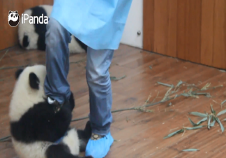为什么大熊猫喜欢抱饲养员大腿 熊猫会认饲养员吗