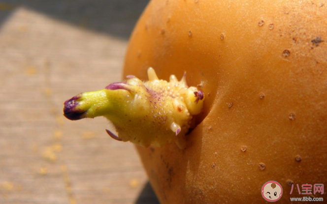 长芽变绿的土豆可以吃吗 蚂蚁庄园10月30日正确答案