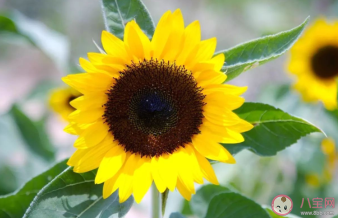 向日葵总是面向太阳吗 向日葵朝着太阳开花的原因是什么