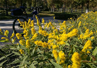 加拿大一枝黄花到底是什么 为什么被叫做恶魔之花