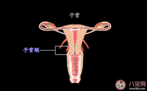子宫内膜为什么变薄 子宫内膜是如何影响怀孕的
