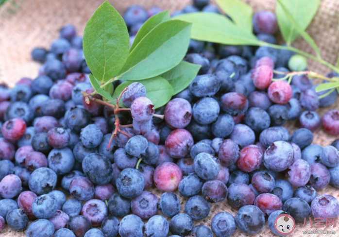蓝莓上面一层白色的东西是什么 蓝莓和蓝莓干功效一样吗