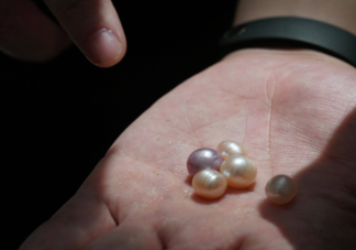取出珍珠之后的贝肉可以吃吗 普通的河蚌怎样养成珍珠蚌