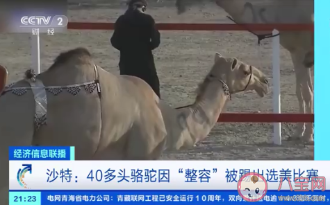40多头骆驼因整容被踢出选美 骆驼的选美标准是什么