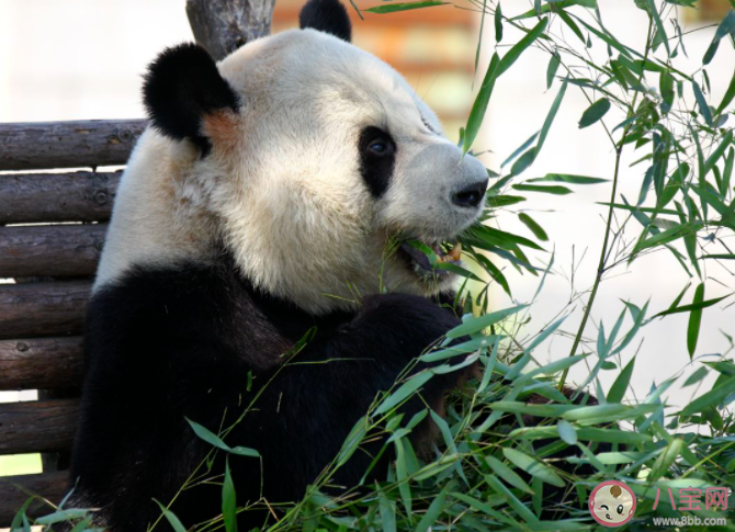 大熊猫爱吃的竹子实际上是什么蚂蚁庄园 12月12日小课堂答案