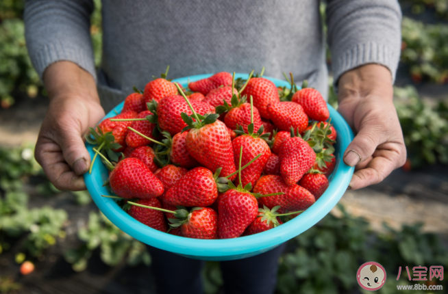 草莓|草莓清洗后水变色是染色了吗 草莓越来越大是不是用了膨大剂