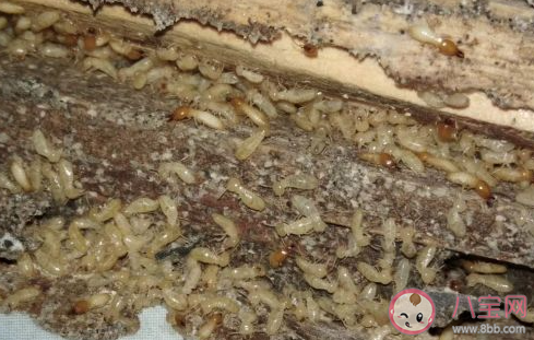 白蚁喜欢甜味易分解的食材对吗 蚂蚁新村12月30日答案