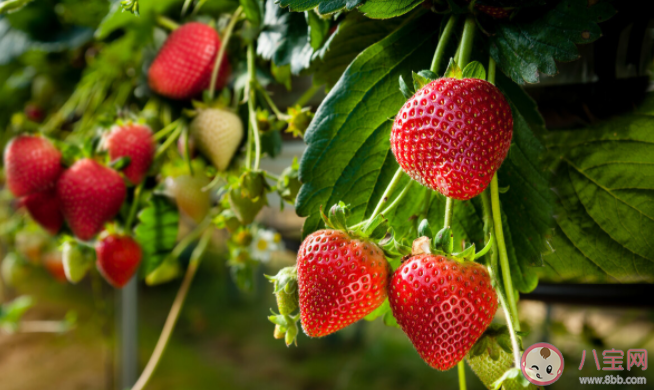 草莓种植|草莓种植过程中需不需要补钙 蚂蚁新村1月6日答案