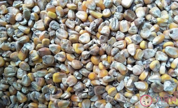 玉米粒|用玉米粒铺地当沙子做法可取吗 会有什么安全隐患