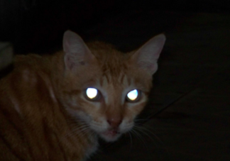 猫的眼睛在夜里闪闪发光主要是因为眼睛什么 蚂蚁庄园1月13日答案