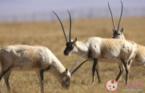 藏羚羊|藏羚羊是我国哪个地区的特有动物 蚂蚁庄园1月18日答案介绍