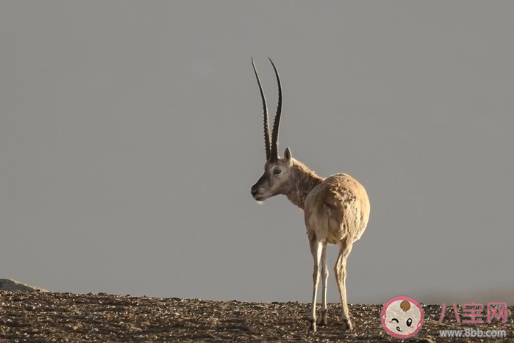 藏羚羊|藏羚羊是我国哪个地区的特有动物 蚂蚁庄园1月18日答案介绍