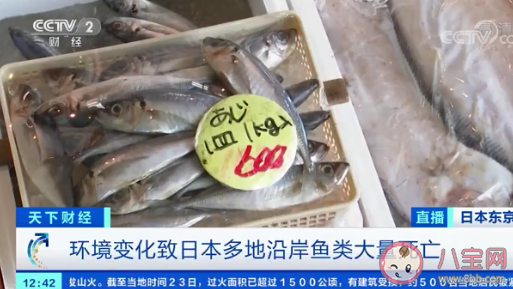日本秋刀鱼|日本秋刀鱼价格暴涨 秋刀鱼营养价值怎样