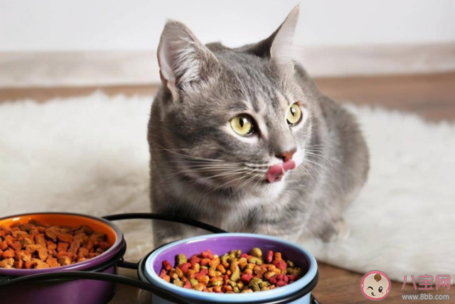 猫咪|猫咪为什么要留一点猫粮在碗底 如何挑选一款好的猫粮