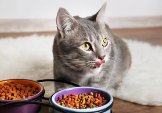 猫咪为什么要留一点猫粮在碗底 如何挑选一款好的猫粮