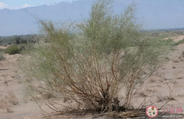 花棒|花棒和木棉哪种树更适合在干旱地区种植 蚂蚁庄园3月12日答案解析
