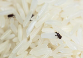 米放久了为什么会生虫 怎样防止大米生虫