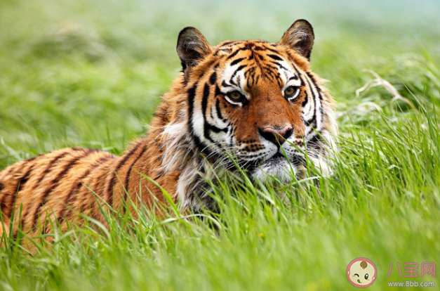 为什么老虎也会吃草 食肉动物和食草动物没有明显界限