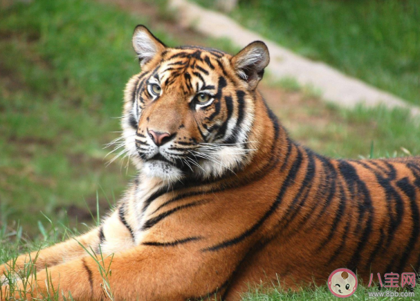 为什么老虎也会吃草 食肉动物和食草动物没有明显界限