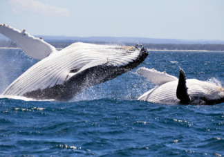 鲸豚为什么会搁浅 鲸鱼搁浅为什么死亡率高