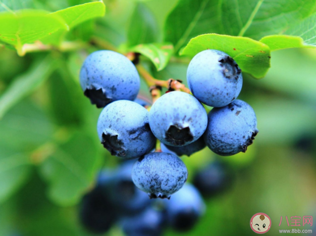 蓝莓|蓝莓上的白霜越多越新鲜吗 野生蓝莓和种植蓝莓哪种营养更好