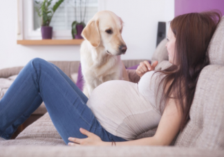 养宠物与怀孕真的不可兼得吗 要做对哪些事情