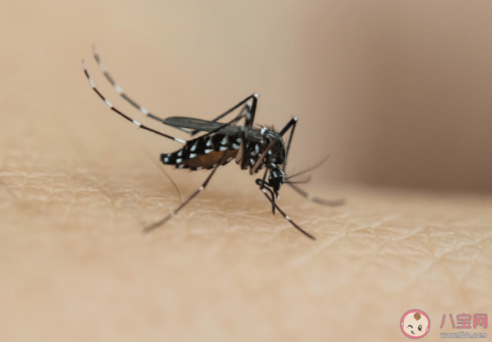 为什么广东的蚊子又多又大 蚊子包可以挤破吗